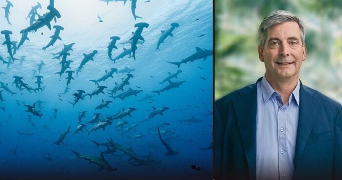 Tom Taylor tiburones