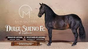  - El millonario oftalmólogo dueño del caballo de paso fino más caro de Colombia