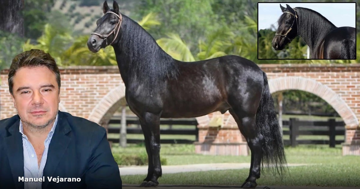 El millonario oftalmólogo dueño del caballo de paso fino más caro de Colombia