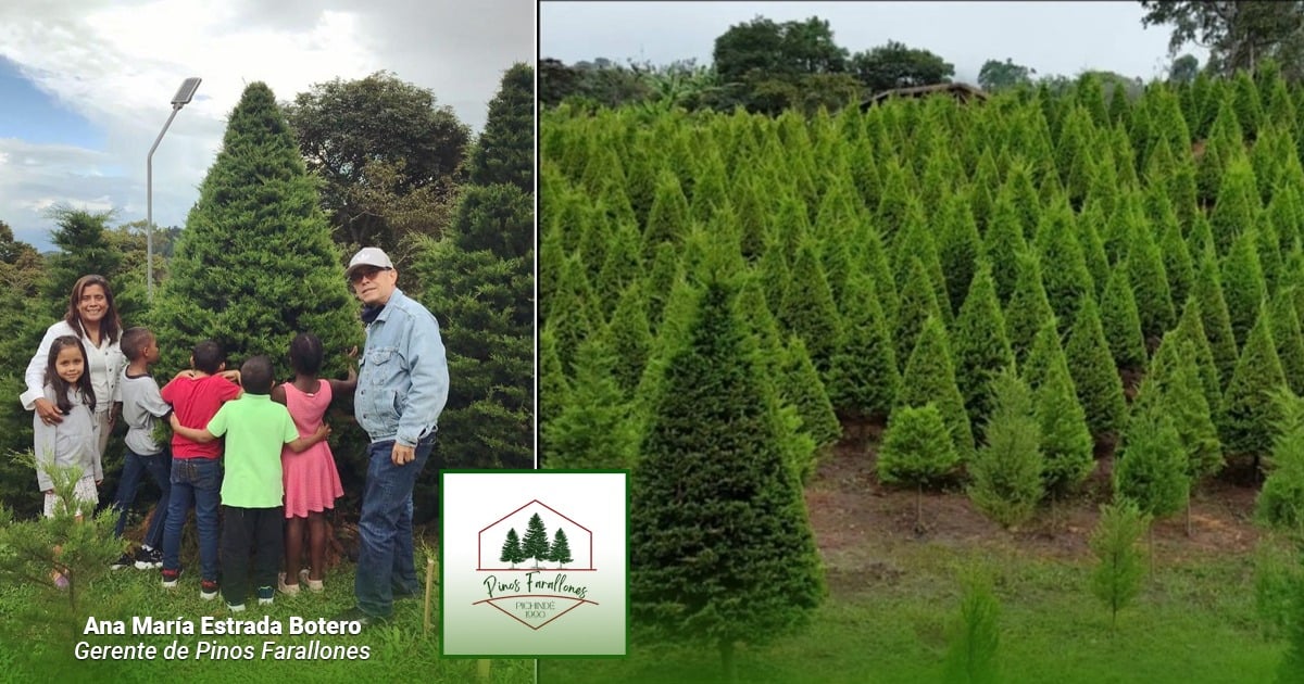 La pequeña finca del Valle que cultiva pinos naturales para Navidad y vende casi mil unidades por temporada