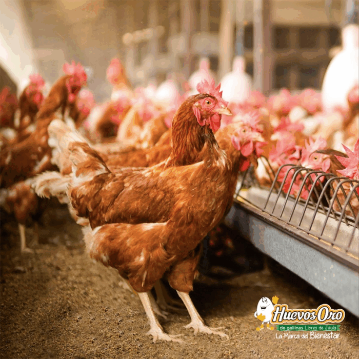  - La gigante Huevos Oro que hace 60 años fundó un gringo quien no alcanzó a ver el emporio en que se convirtió