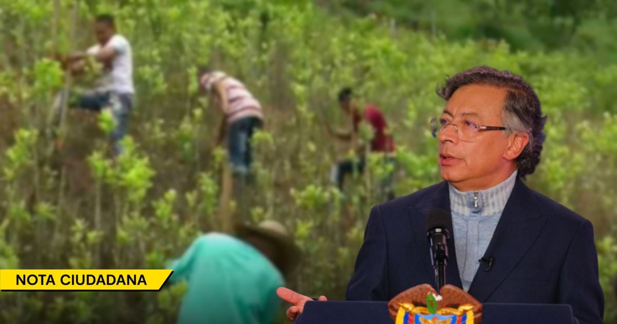 Petro dice que están inflando las cifras de coca para seguir fumigando con glifosato