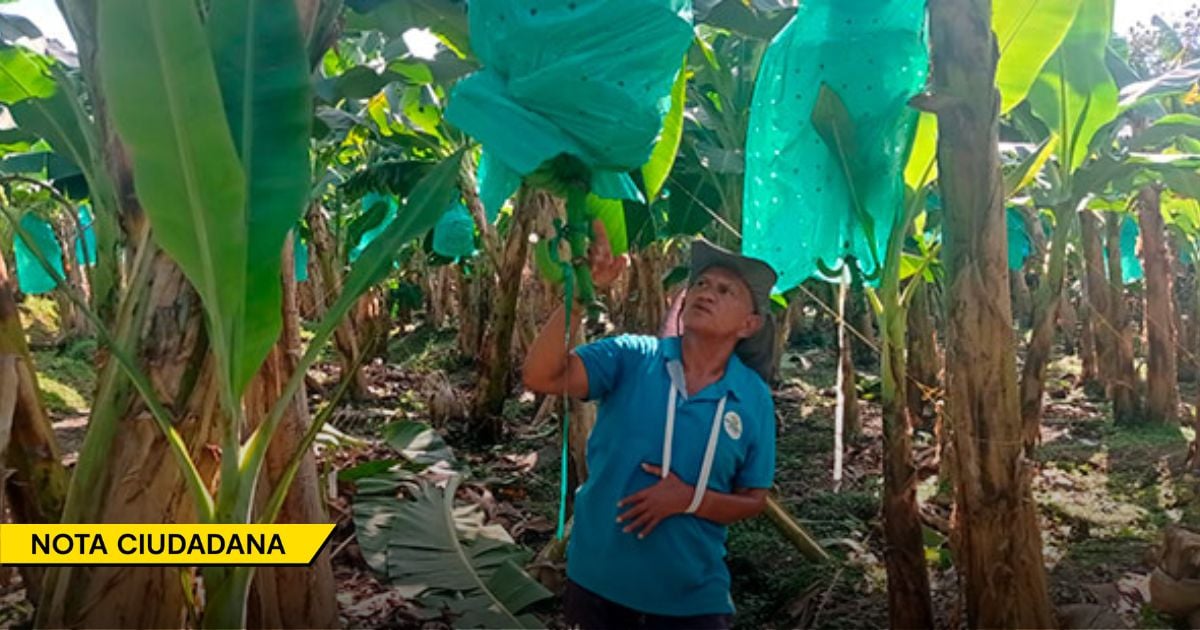 Los miserables precios que les pagan a los campesinos del sur del Cesar por sus cosechas los tienen en la ruina