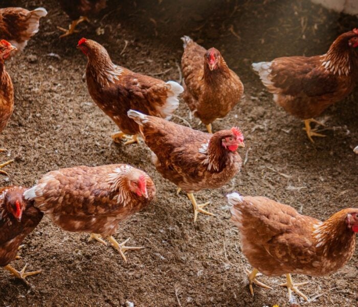  - Como unos productores de huevos de gallina en galpones volvieron un gran negocio sacarlas de la jaula