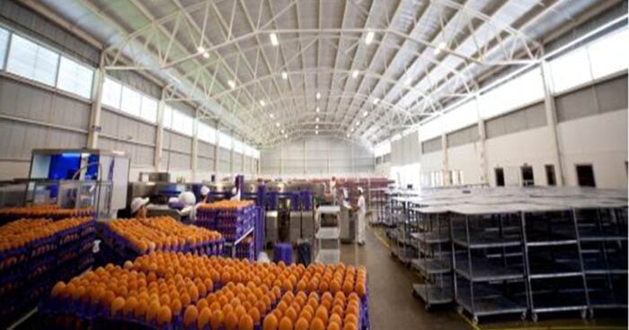  - Como unos productores de huevos de gallina en galpones volvieron un gran negocio sacarlas de la jaula