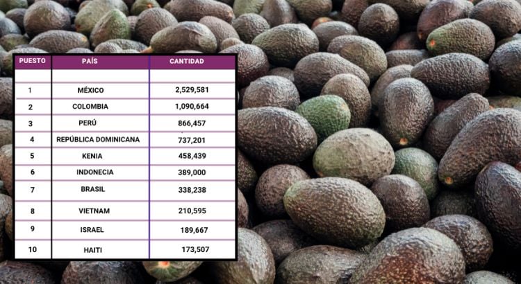 Colombia logro colocarse como el segundo productor de aguacate Hass del mundo solo superada por México