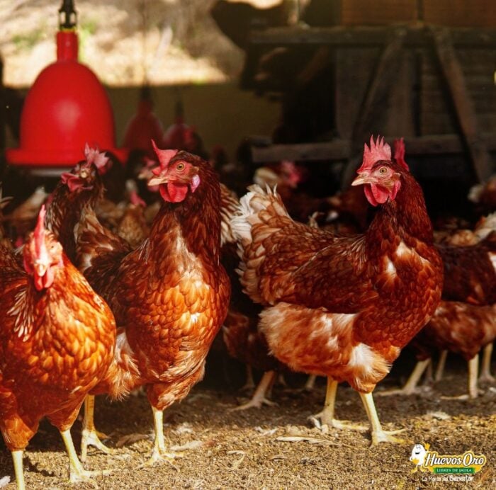  - Como unos productores de huevos de gallina en galpones volvieron un gran negocio sacarlas de la jaula