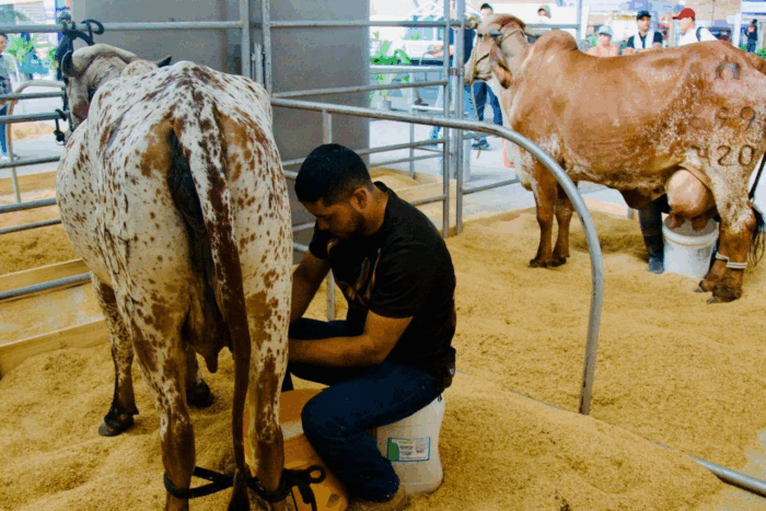 Expomalocas 2026: el Meta se consolida como vitrina del poder agroindustrial y sostenible del país