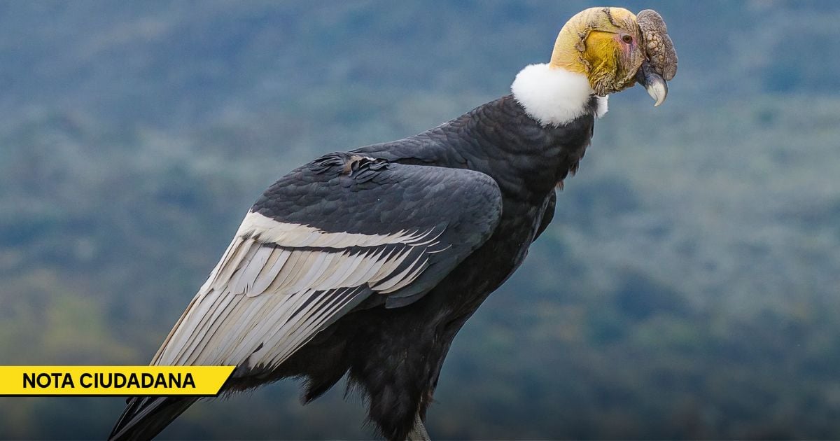  - Ya solo quedan 63 cóndores en Colombia, el resto murieron envenenados y baleados