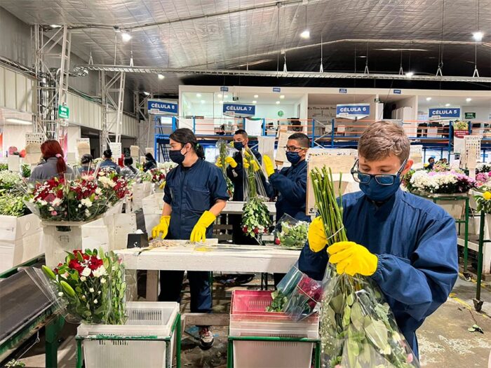 - La empresa paisa que con decenas de trabajadores discapacitados pone millones de bouquets en EE. UU.