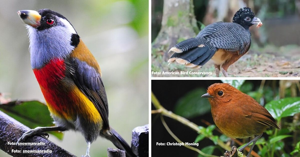  - El pajarito del Pacífico que enloquece a asiáticos y hace de Colombia potencia mundial en biodiversidad de aves