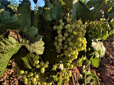  - Así fue como la gigante Coca-Cola ganó la pelea para defender el nombre de sus jugos del Valle