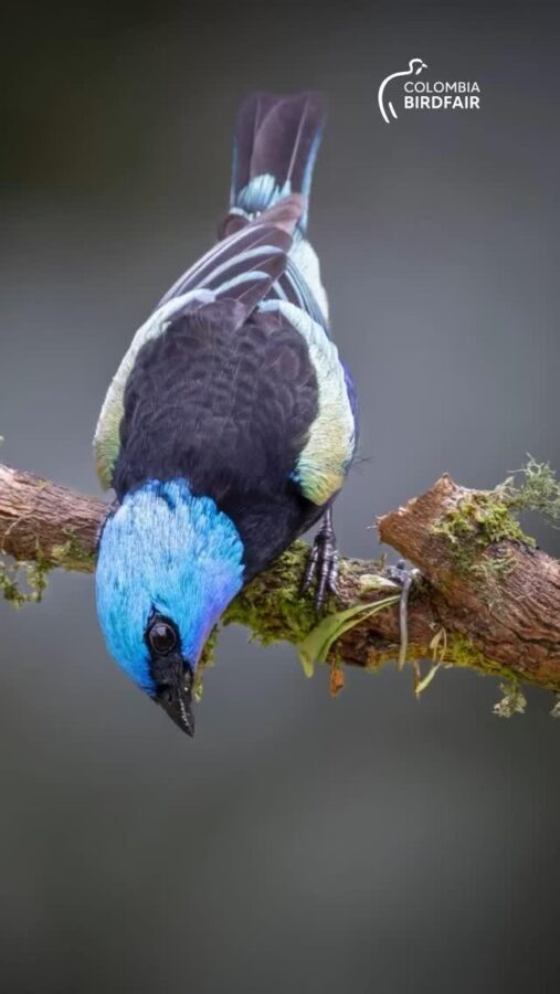 El pajarito del Pacífico que enloquece a asiáticos y hace de Colombia potencia mundial en biodiversidad de aves