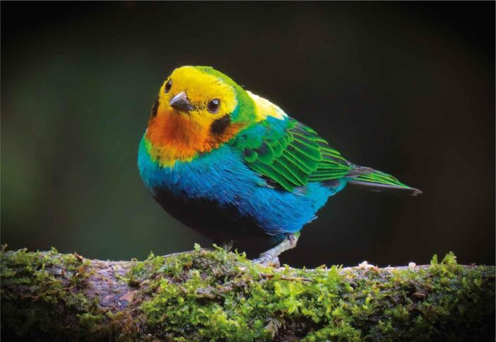  - El pajarito del Pacífico que enloquece a asiáticos y hace de Colombia potencia mundial en biodiversidad de aves