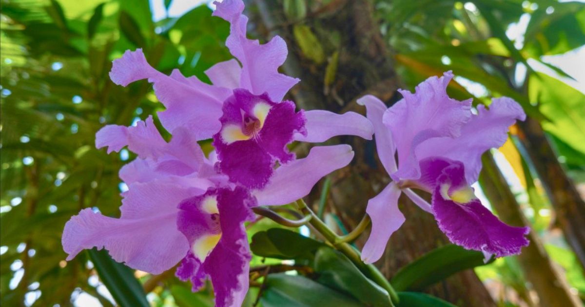  - Una orquídea en Antioquia es la sensación de los extranjeros y hace de Colombia el país con más variedad