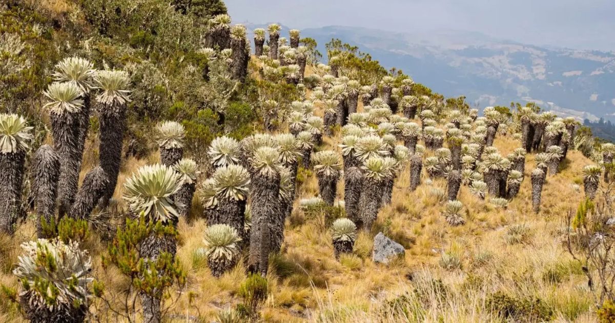  - Este es el páramo más lindo de Colombia, un paraíso en Boyacá y así es como puede llegar