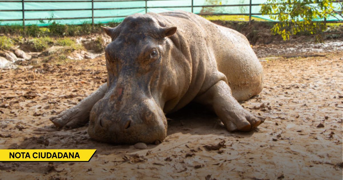  - La doble moral detrás del millonario contrato para sacrificar a los hipopótamos de Pablo Escobar