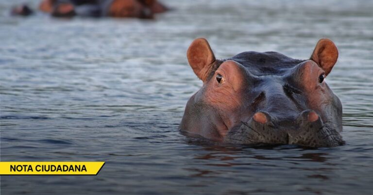 Hippopotamus surfacing in water with a yellow 'NOTA CIUDADANA' news banner at the bottom left corner. - La millonada que vale frenar la sobrepoblación de hipopótamos de Escobar