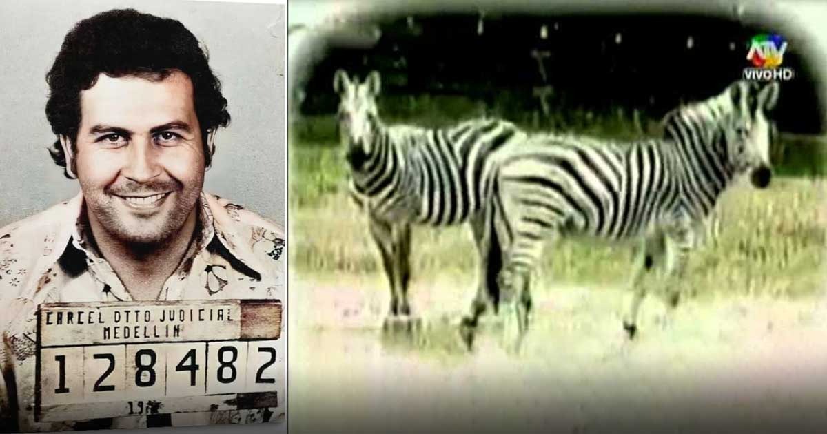  - El día que Pablo Escobar mandó pintar unos burros viejos para cambiarlos por cebras que le decomisaron