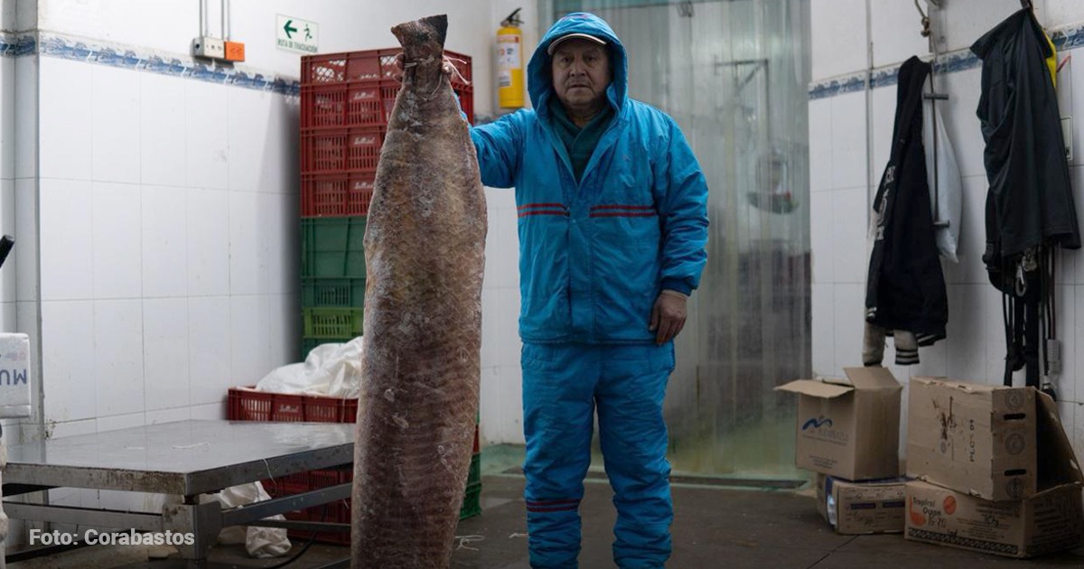 Pirarucú en Corabastos - Un recorrido por Corabastos y Las Flores al sur de Bogotá en busca del pescado que se vende en Semana Santa
