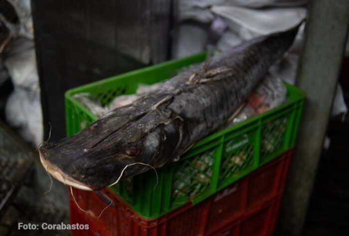 Un recorrido por Corabastos y Las Flores al sur de Bogotá en busca del pescado que se vende en Semana Santa - -- Las2orillas.co: Historias, voces y noticias de Colombia - Un recorrido por Corabastos y Las Flores al sur de Bogotá en busca del pescado que se vende en Semana Santa