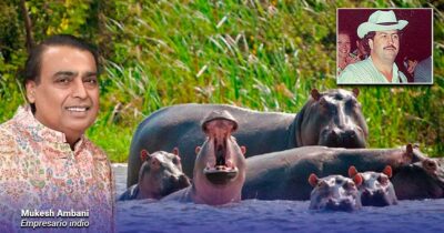 El plan de un magnate para enviar 100 hipopótamos de Escobar a la India y evitar sacrificio en Colombia - Las2orillas.co: Historias, voces y noticias de Colombia