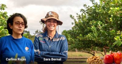 En plena Orinoquía el cultivo de la fina nuez del marañón florece con un gran potencial exportador