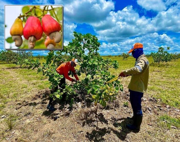  - En plena Orinoquía el cultivo de la fina nuez del marañón florece con un gran potencial exportador