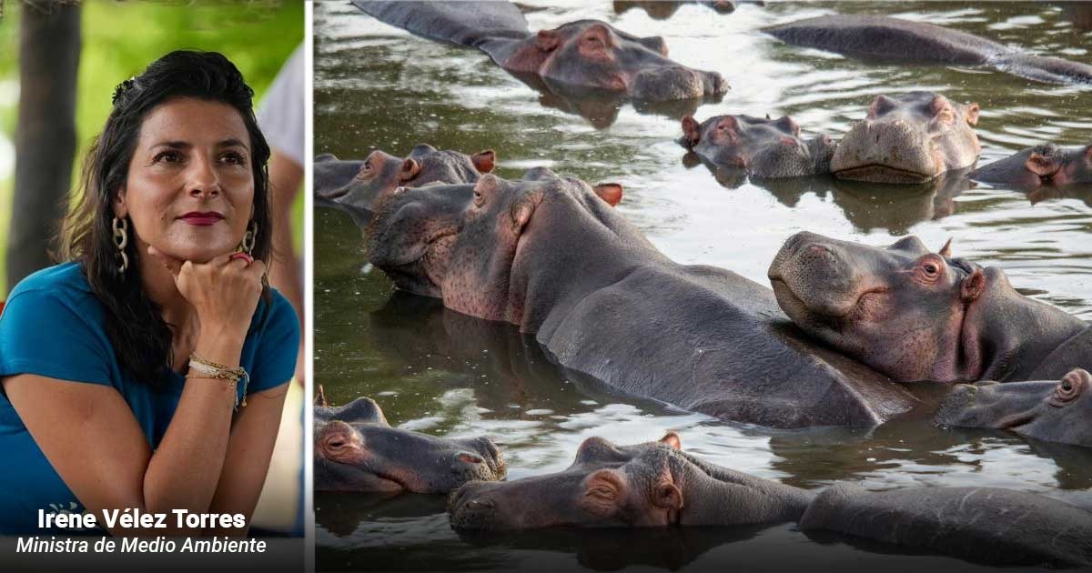 Así es como MinAmbiente ejecutará la eutanasia con la que sacrificará 80 hipopótamos en el Magdalena Medio - Así es como MinAmbiente sacrificará 80 hipopótamos que deambulan por el Magdalena Medio