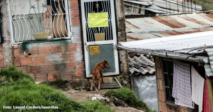  - Estas son las Localidades de Bogotá donde hay más perros callejeros abandonados por sus dueños