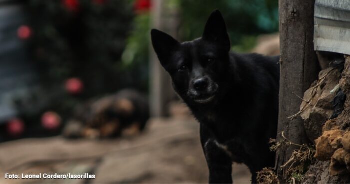  - Estas son las Localidades de Bogotá donde hay más perros callejeros abandonados por sus dueños
