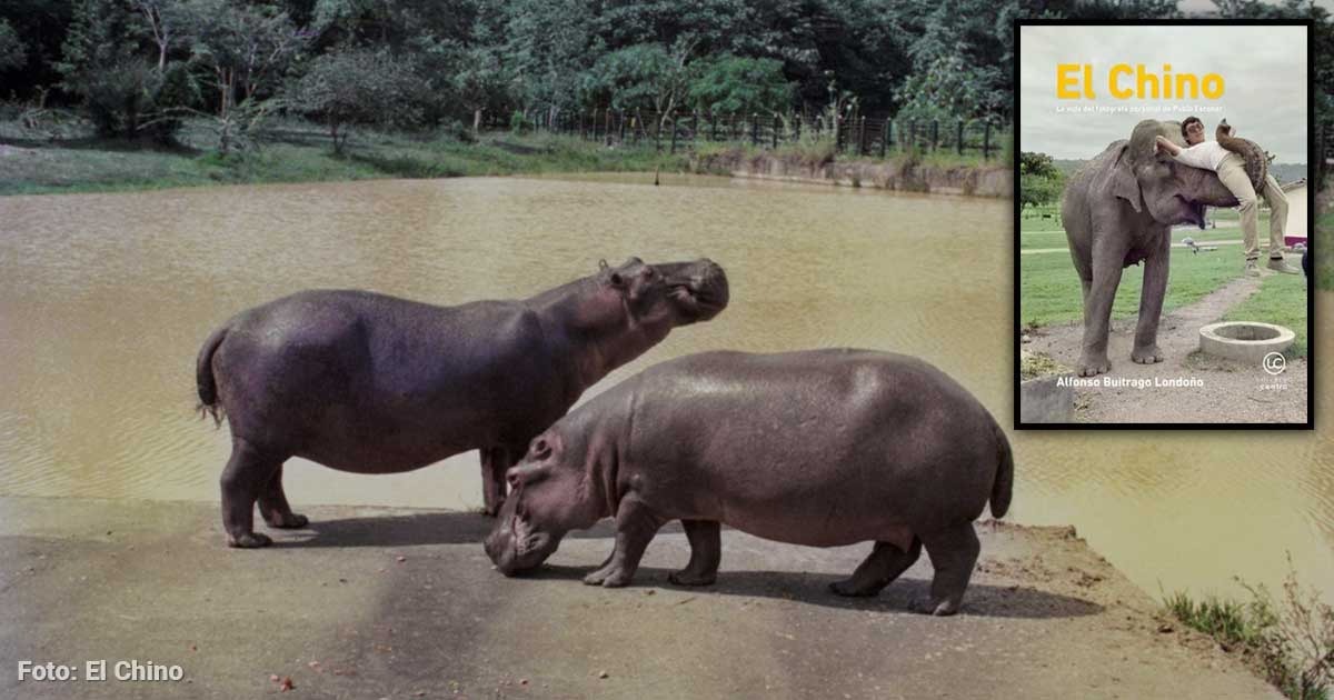  - Los 2 hipopótamos de Escobar que iniciaron con la sobreplobación que se volvió un problema