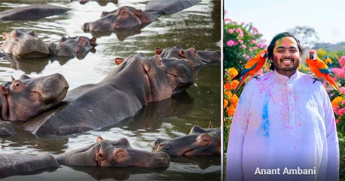 Left shows several hippos partially submerged in water; on the right, a man in a white kurta with Holi color powders and two bright parrots on his shoulders. - Un santuario animal construido por un excéntrico millonario espera por los hipopótamos de Escobar