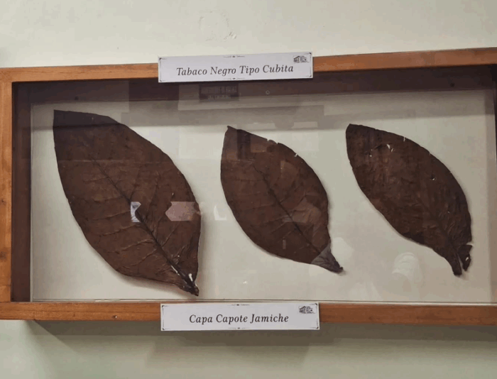  - El tabaco de los Montes de María que conquistó Europa y que hoy tiene su propio museo en Sucre