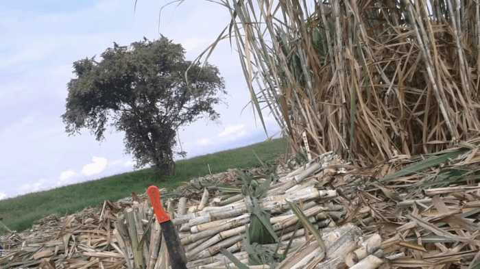 ¿Quién es la poderosa familia dueña del Ingenio María Luisa que cerró sus puertas en el Valle del Cauca? - -- Las2orillas.co: Historias, voces y noticias de Colombia - ¿Quién es la poderosa familia dueña del Ingenio María Luisa que cerró sus puertas en el Valle del Cauca?