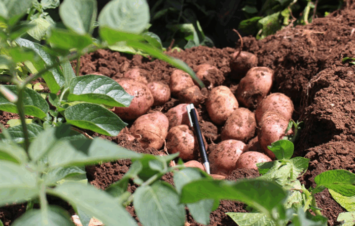  - El invento de la U. de La Sabana que se volvió el gran aliado de los cultivadores de papa en Boyacá y Cundinamarca