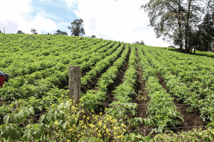  - El invento de la U. de La Sabana que se volvió el gran aliado de los cultivadores de papa en Boyacá y Cundinamarca