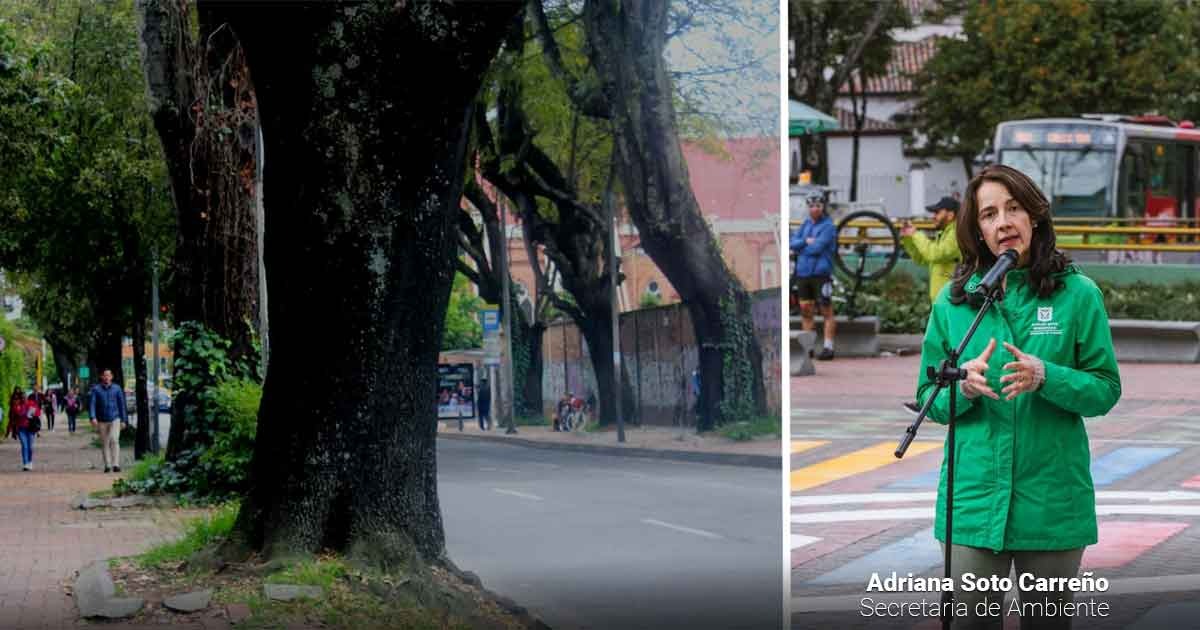  - La secretaría de Ambiente Adriana Soto autorizó talar más de mil árboles en la séptima