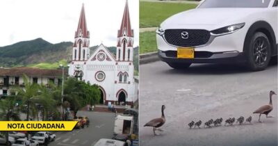 La angustiosa travesía de unos patos en La Ceja en busca de un humedal en medio de una selva de cemento