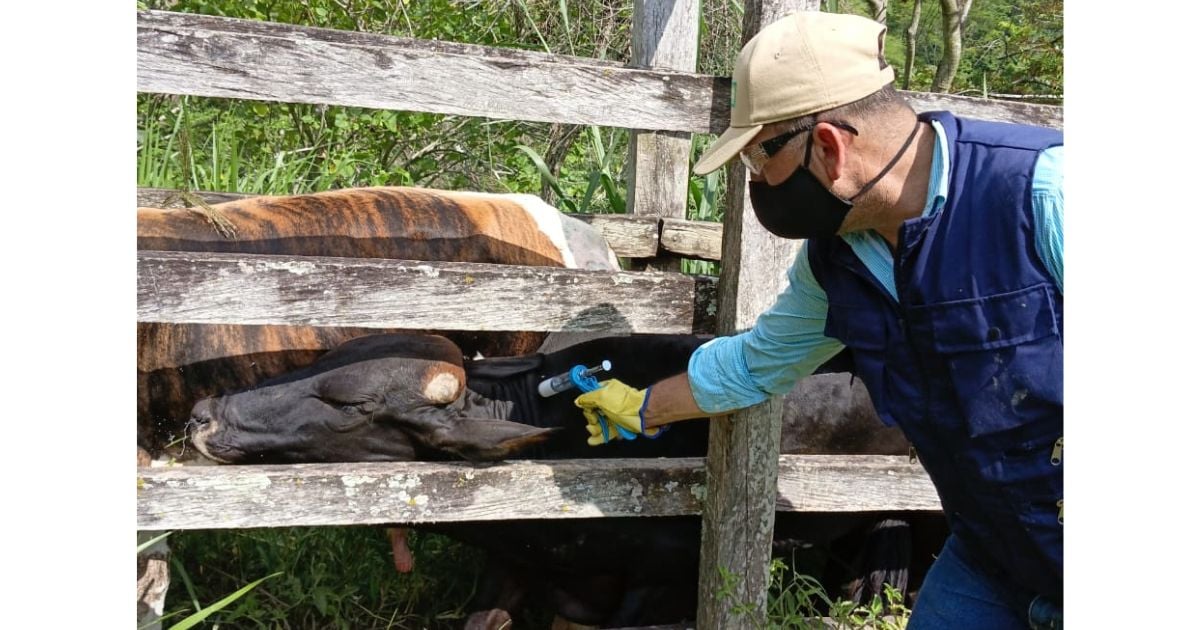 La campaña contra la fiebre aftosa ya vacunó más de 6,5 millones de animales en los 32 departamentos del país aftosa