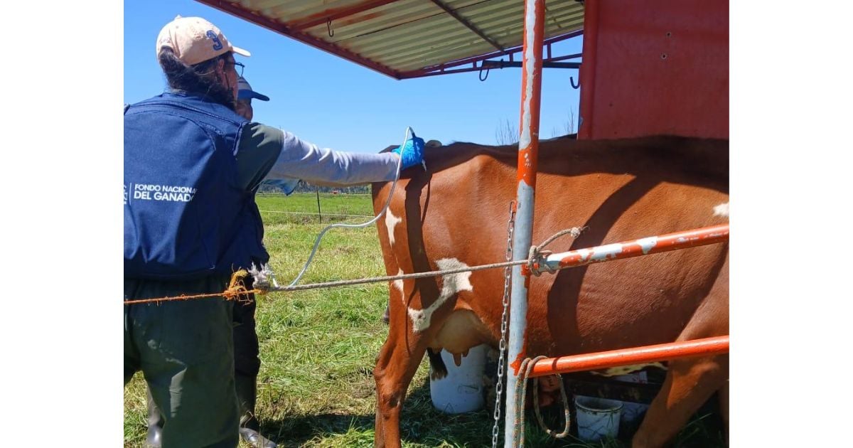La campaña contra la fiebre aftosa ya vacunó más de 6,5 millones de animales en los 32 departamentos del país aftosa