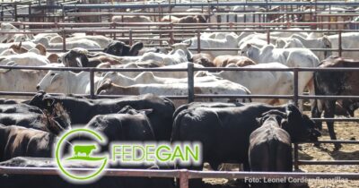 Fedegan - Así será la gran jornada obligatoria de vacunación ganadera: la meta son 30 millones de bovinos y bufalinos