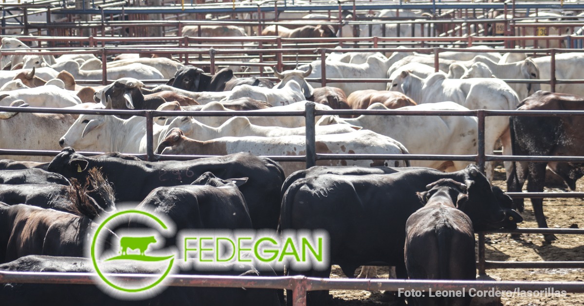 Fedegan - Así será la gran jornada obligatoria de vacunación ganadera: la meta son 30 millones de bovinos y bufalinos