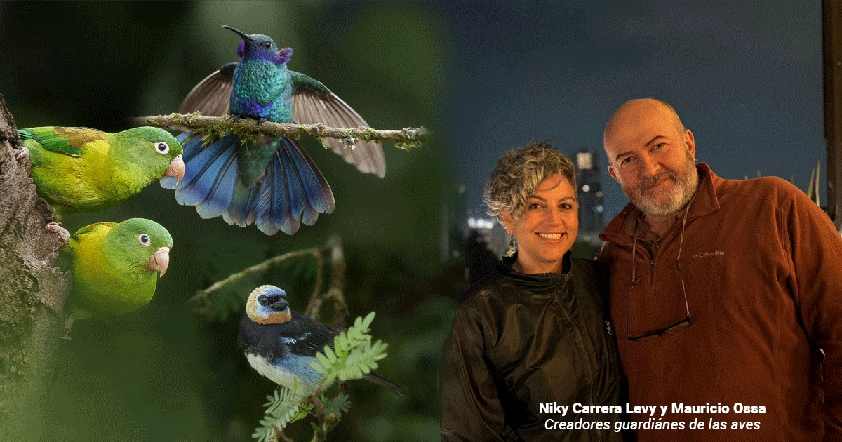  - La pareja caleña que puso de moda el avistamiento de aves en el Valle del Cauca