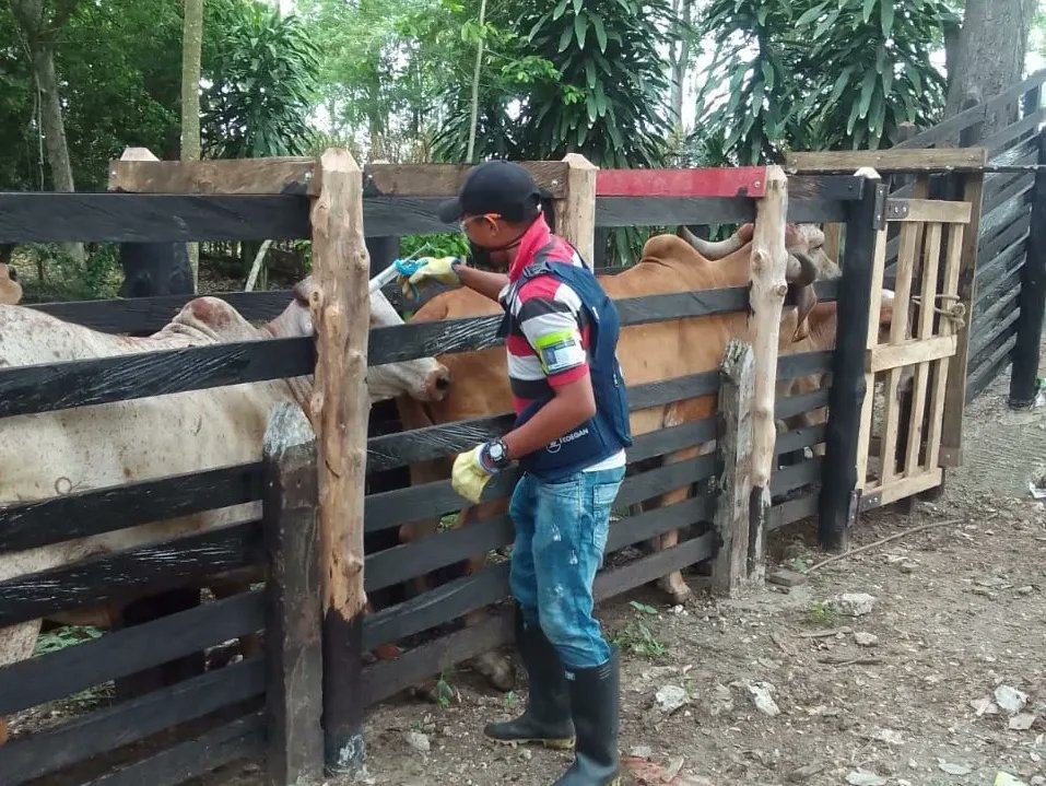 ganado