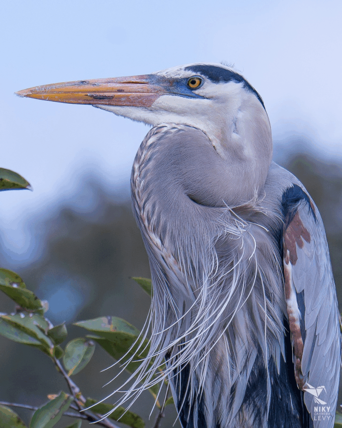  - La pareja caleña que puso de moda el avistamiento de aves en el Valle del Cauca