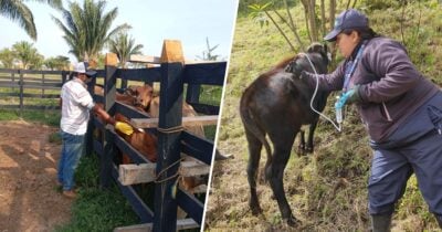 La campaña contra la fiebre aftosa ya vacunó más de 6,5 millones de animales en los 32 departamentos del país