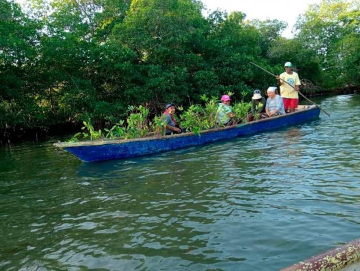  - Las mujeres afro que encontraron su libertad sembrando manglares en una vereda de Bolívar