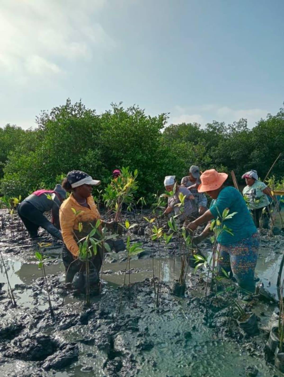  - Las mujeres afro que encontraron su libertad sembrando manglares en una vereda de Bolívar