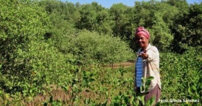 Las mujeres afro que encontraron su libertad sembrando manglares en una vereda de Bolívar